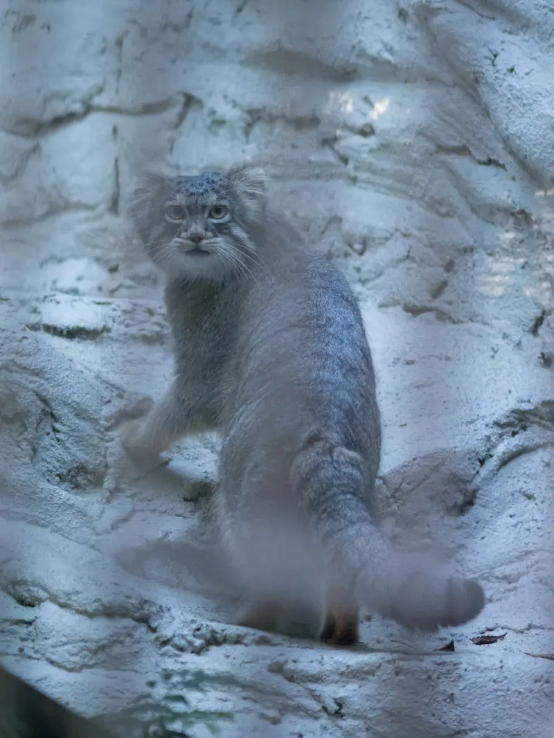 野毛山動物園のフィーガの写真