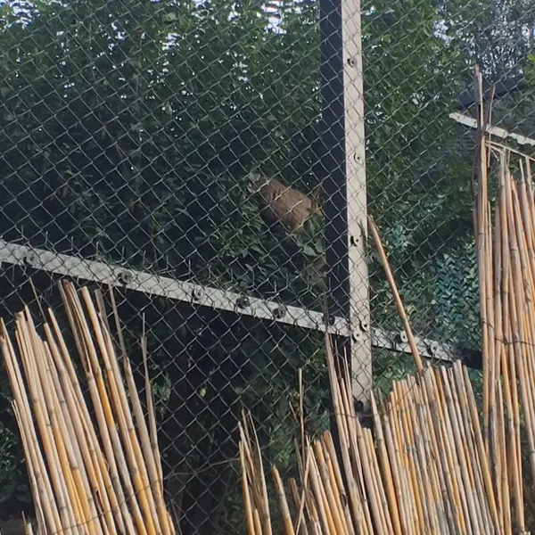 エレバン動物園のマノとナノの写真