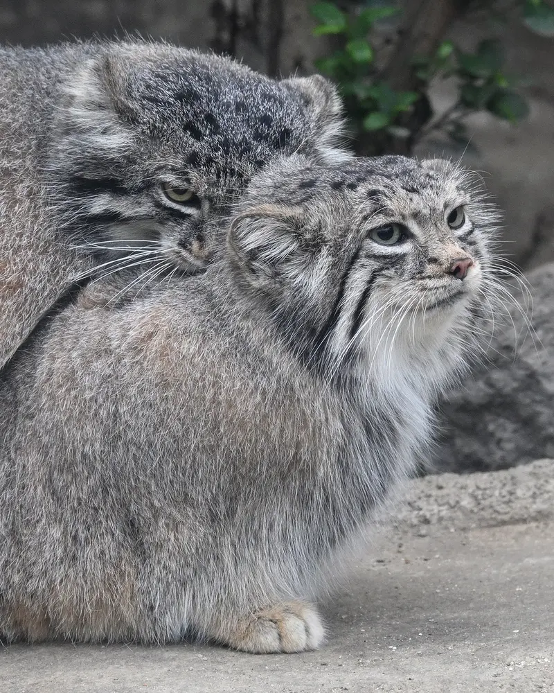 神戸どうぶつ王国のアズの写真