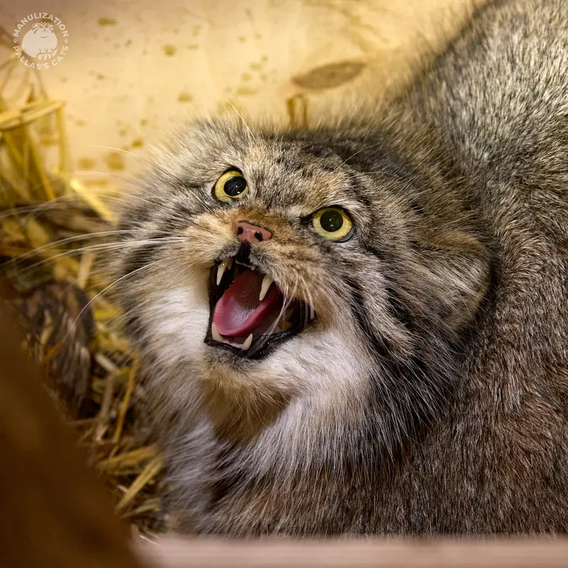 ポズナン新動物園のナイキの写真