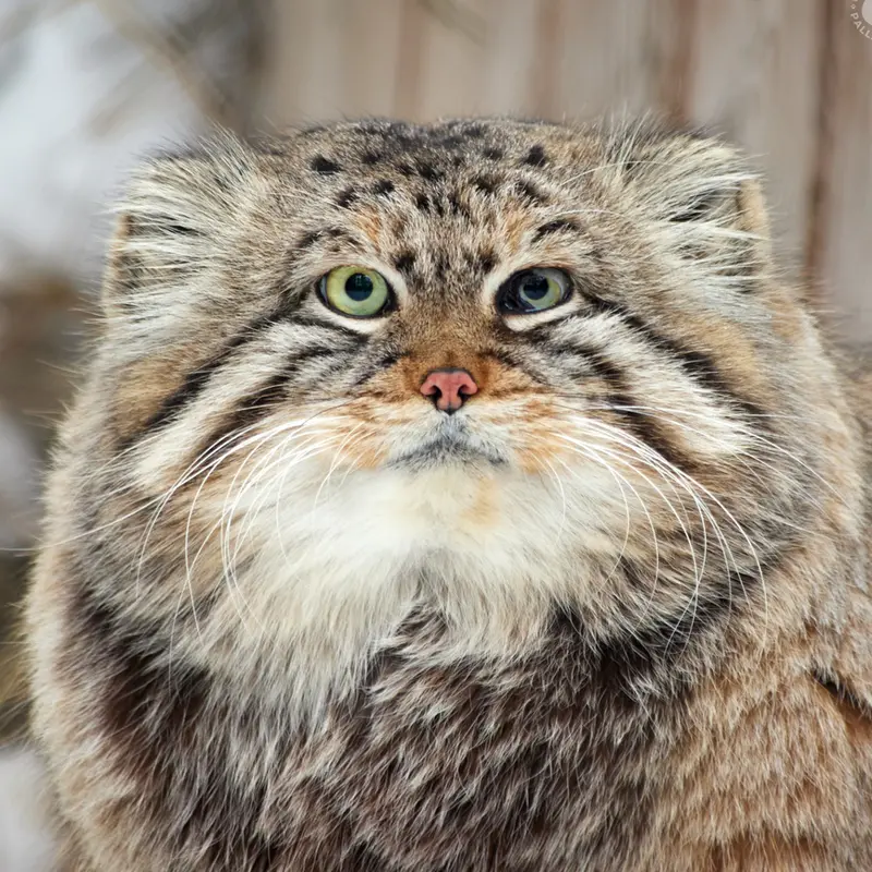 ノヴォシビルスク動物園のマヌルネコのゼレノゴルスク