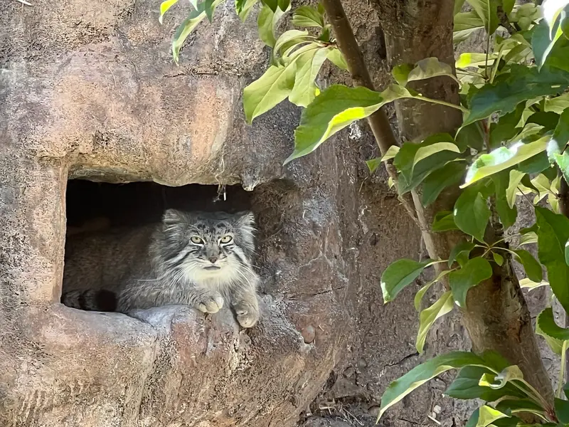 ユタズ・ホグル動物園のフィラリスの写真