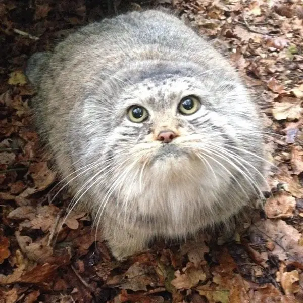 ル・ドメーヌ・デ・フォーのマヌルネコの写真