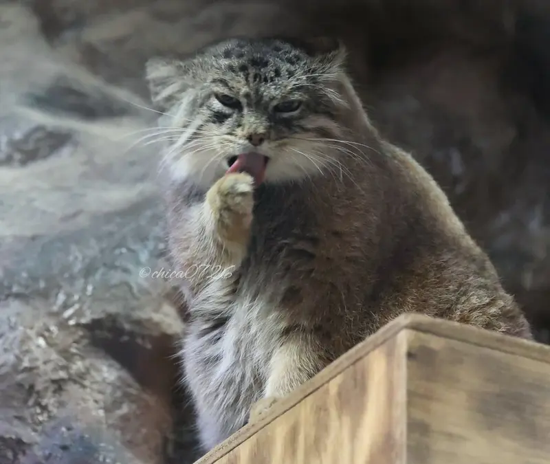 恩賜上野動物園のプリームラの写真
