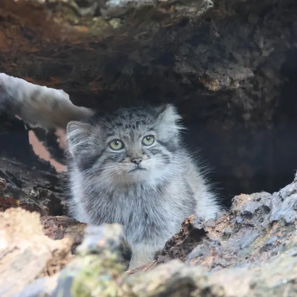 グダニスク動物園のアルタイの写真