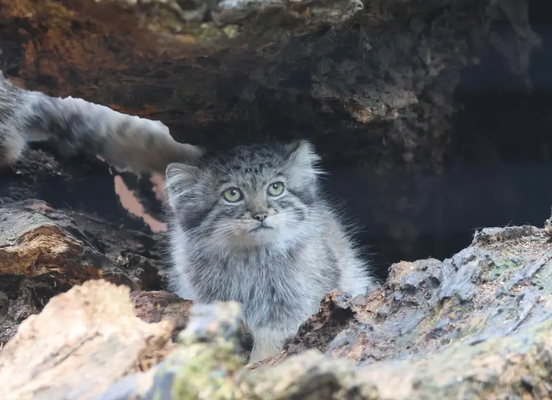 グダニスク動物園のアルタイの写真