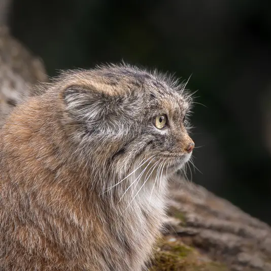 ヘラブルン動物園のプルシの写真
