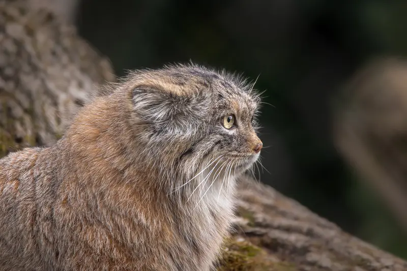 ヘラブルン動物園のプルシの写真
