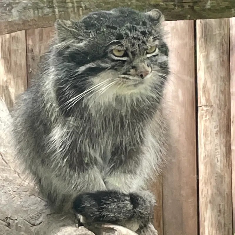神戸どうぶつ王国のナルの写真