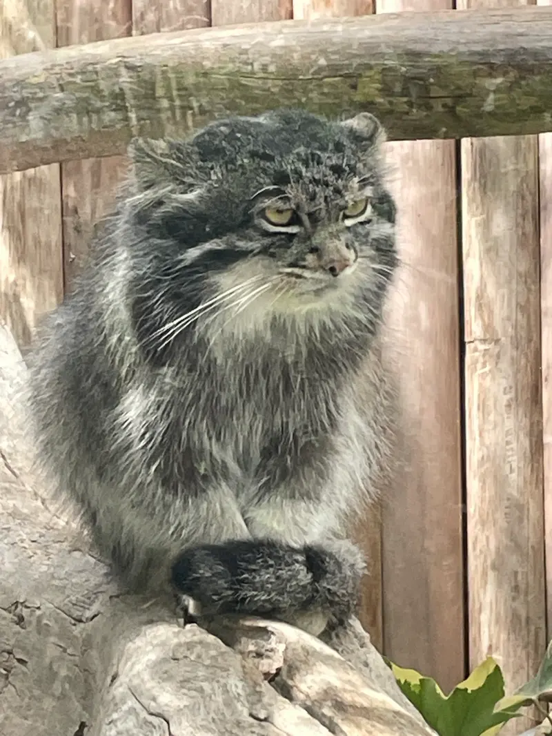神戸どうぶつ王国のナルの写真