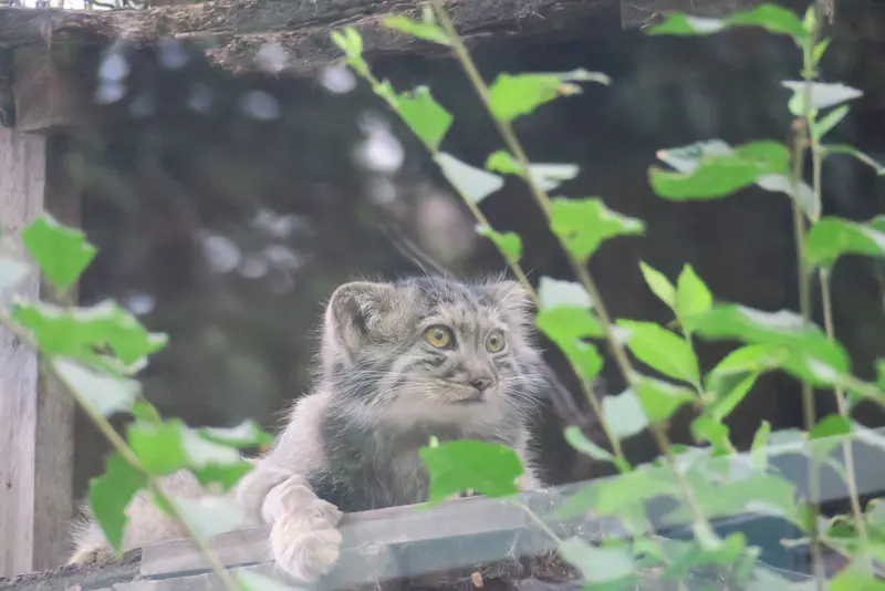 ブダペスト動物園・植物園のボリス Ⅱの写真