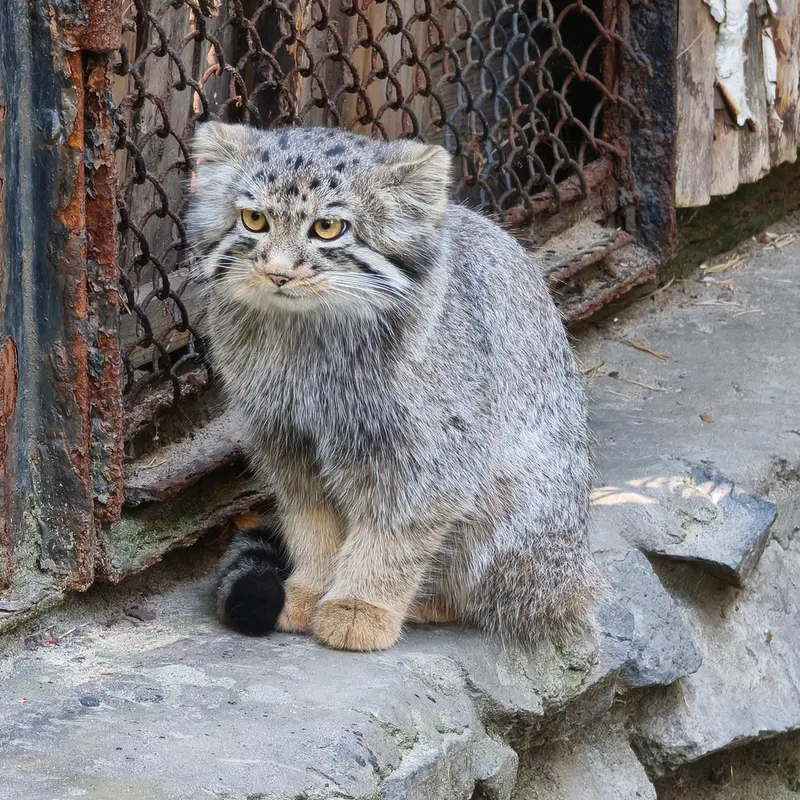 ノヴォシビルスク動物園のイヴの子（2026年生まれ）Ⅱの写真