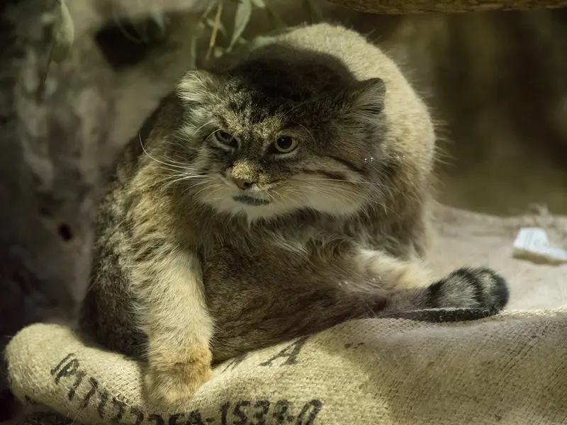 恩賜上野動物園のプリームラの写真