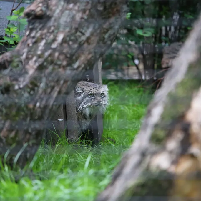 ワルシャワ動物園のジェシーの写真