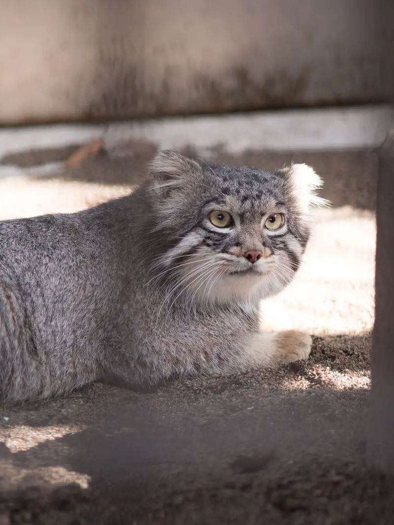 野毛山動物園のフィーガの写真