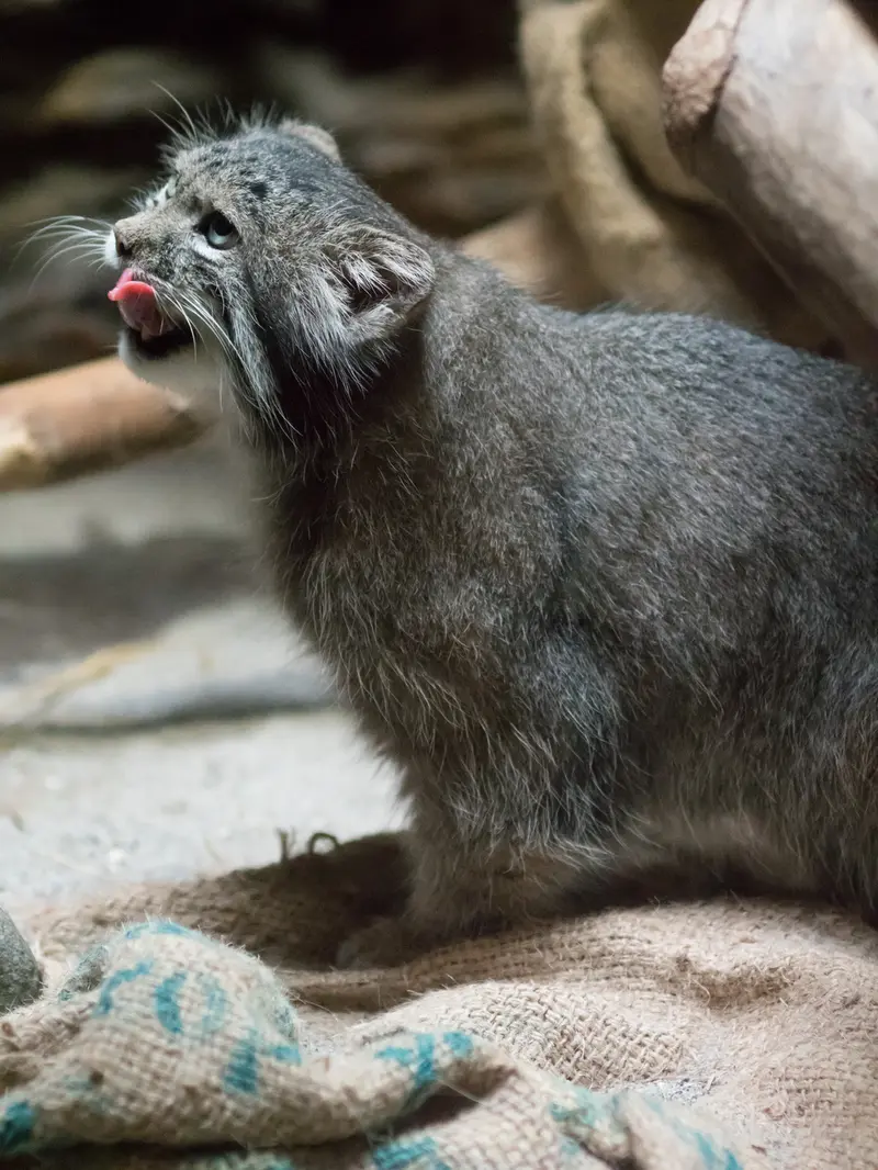 恩賜上野動物園のクリョンの写真