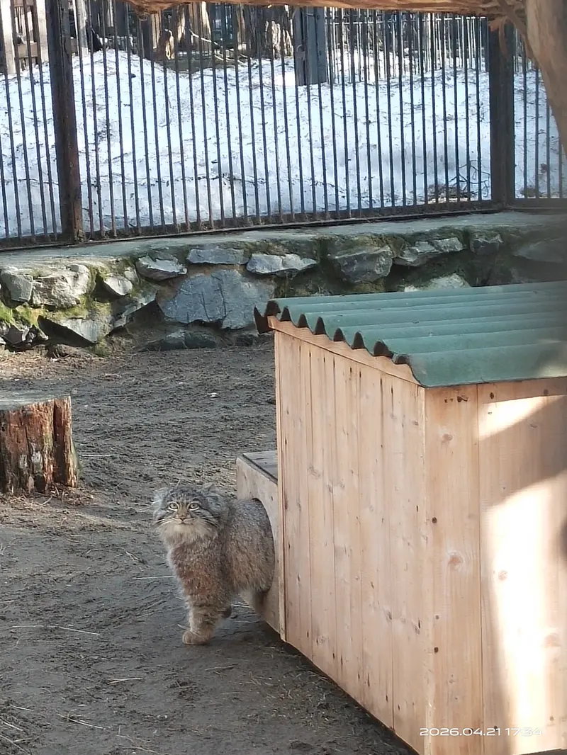 ノヴォシビルスク動物園のグレイの写真