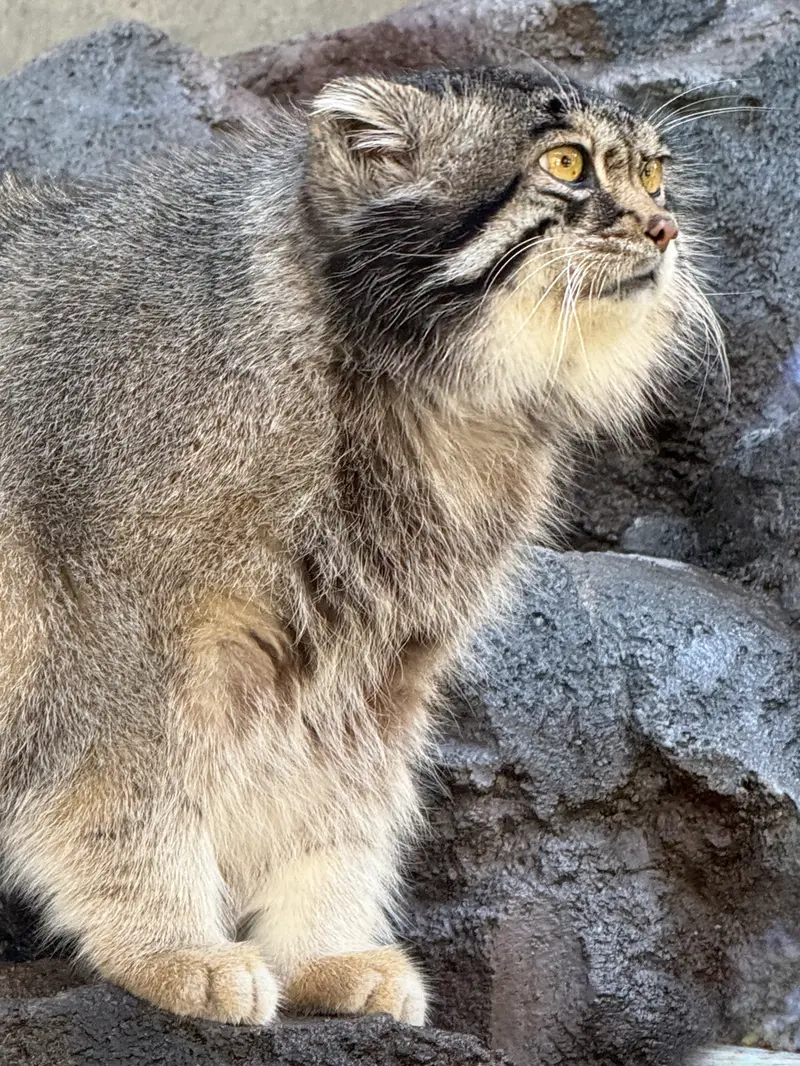 旭山動物園のグルーシャの写真