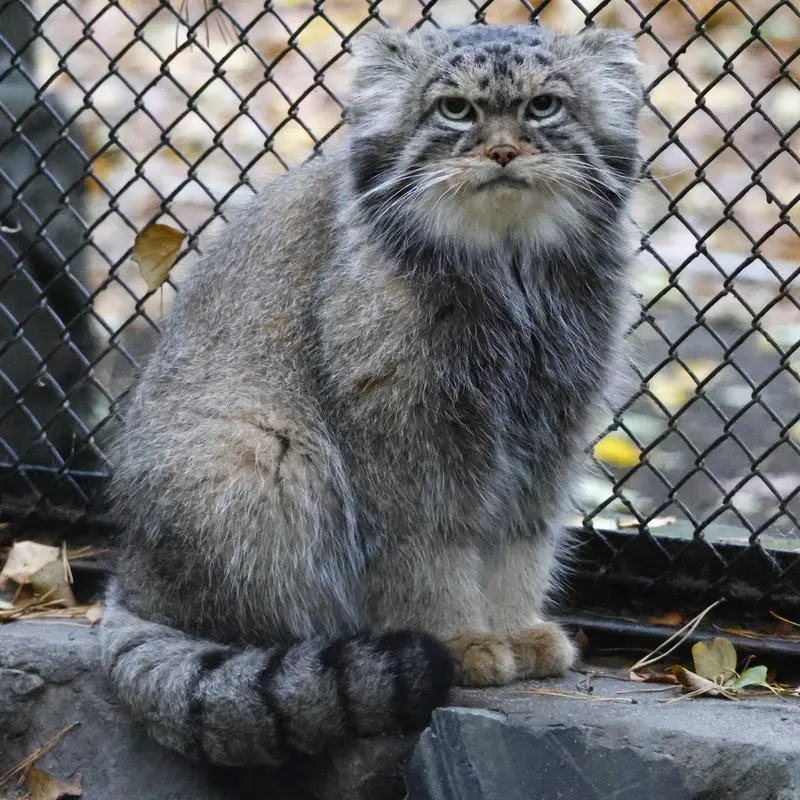 ノヴォシビルスク動物園のジョージの写真