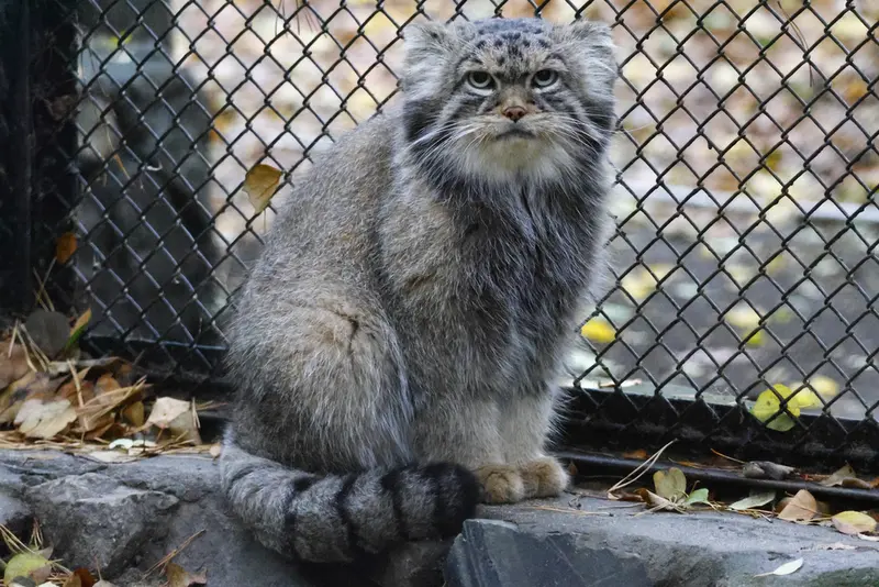 ノヴォシビルスク動物園のジョージの写真