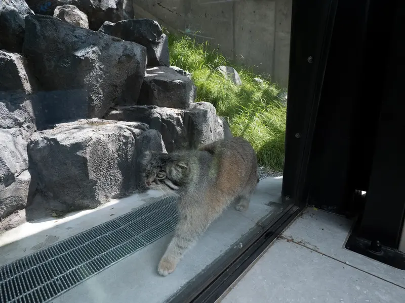 旭山動物園のグルーシャの写真