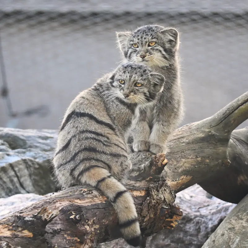 コルケアサーリ動物園のステンとサイミの写真