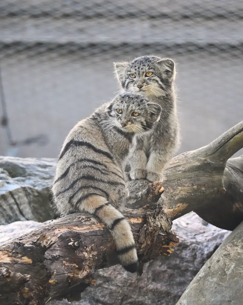 コルケアサーリ動物園のステンとサイミの写真