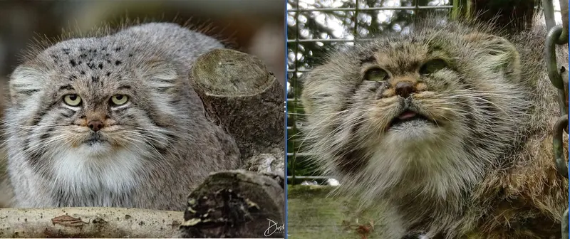 マヌルネコの写真