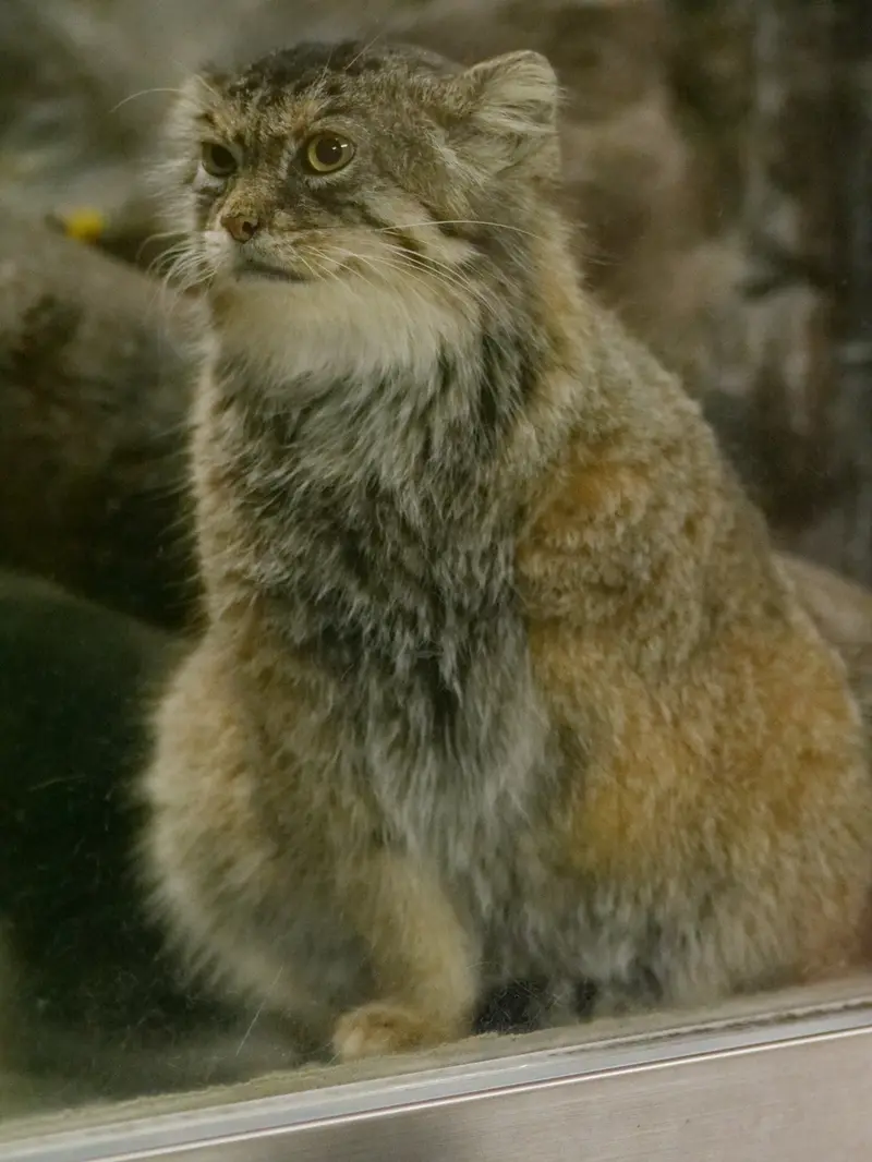 マヌルネコの写真