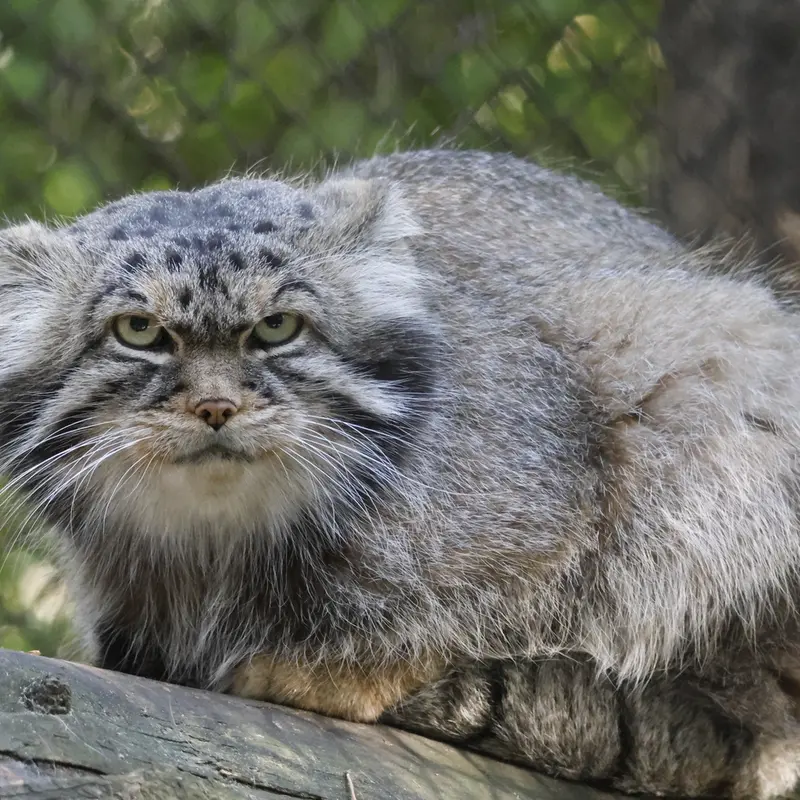 ノヴォシビルスク動物園のジョージの写真