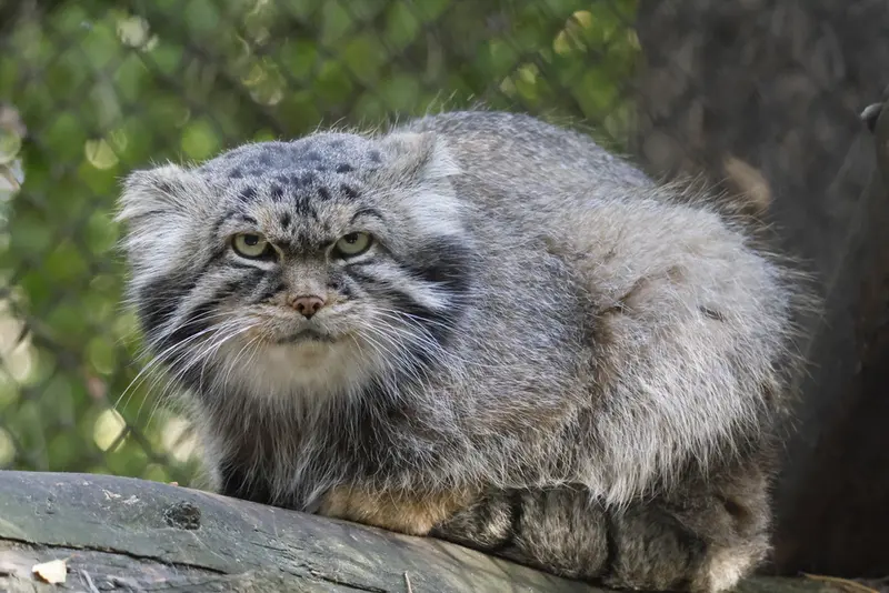 ノヴォシビルスク動物園のジョージの写真