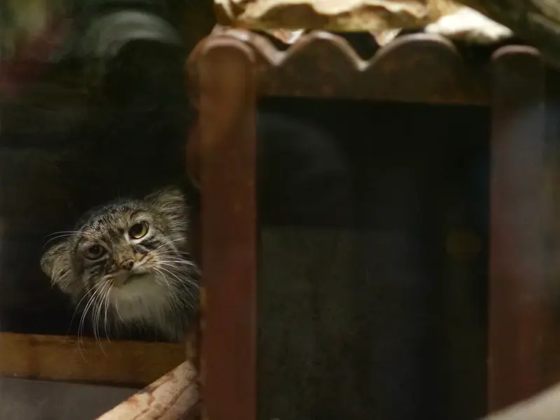 恩賜上野動物園のサフランの写真