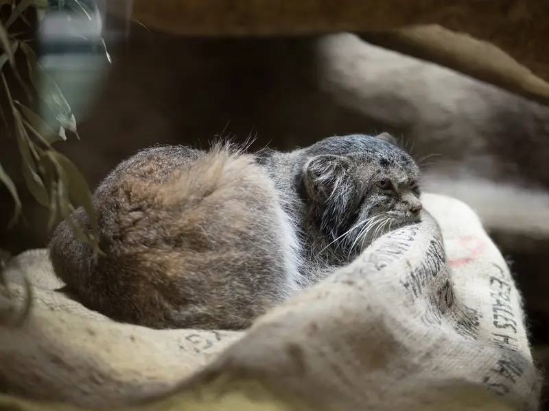 恩賜上野動物園のクリョンの写真