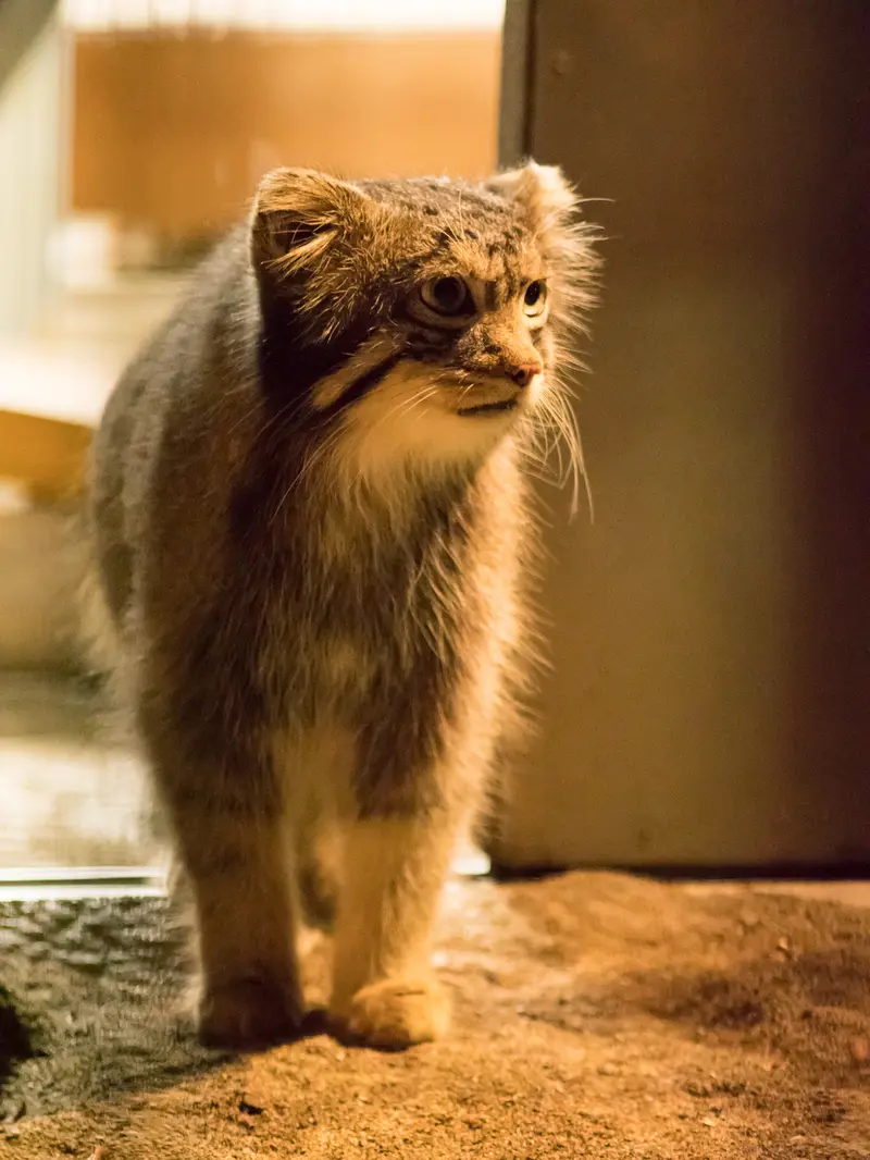野毛山動物園のフィーガの写真