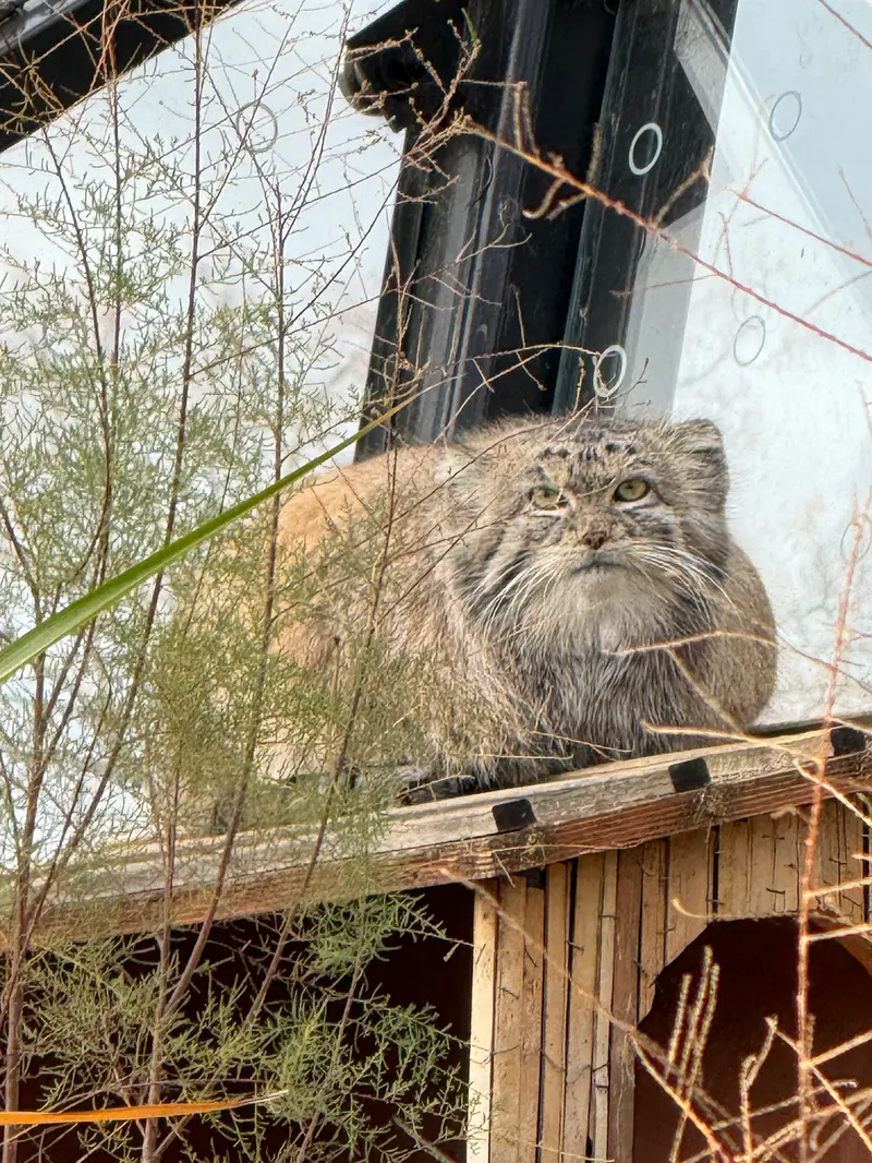 プラハ動物園のスパイの写真