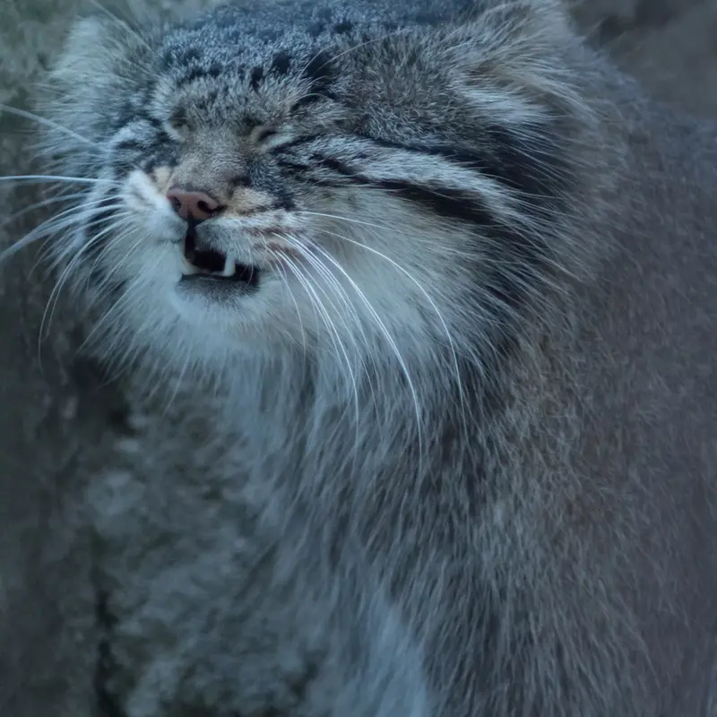野毛山動物園のフィーガの写真