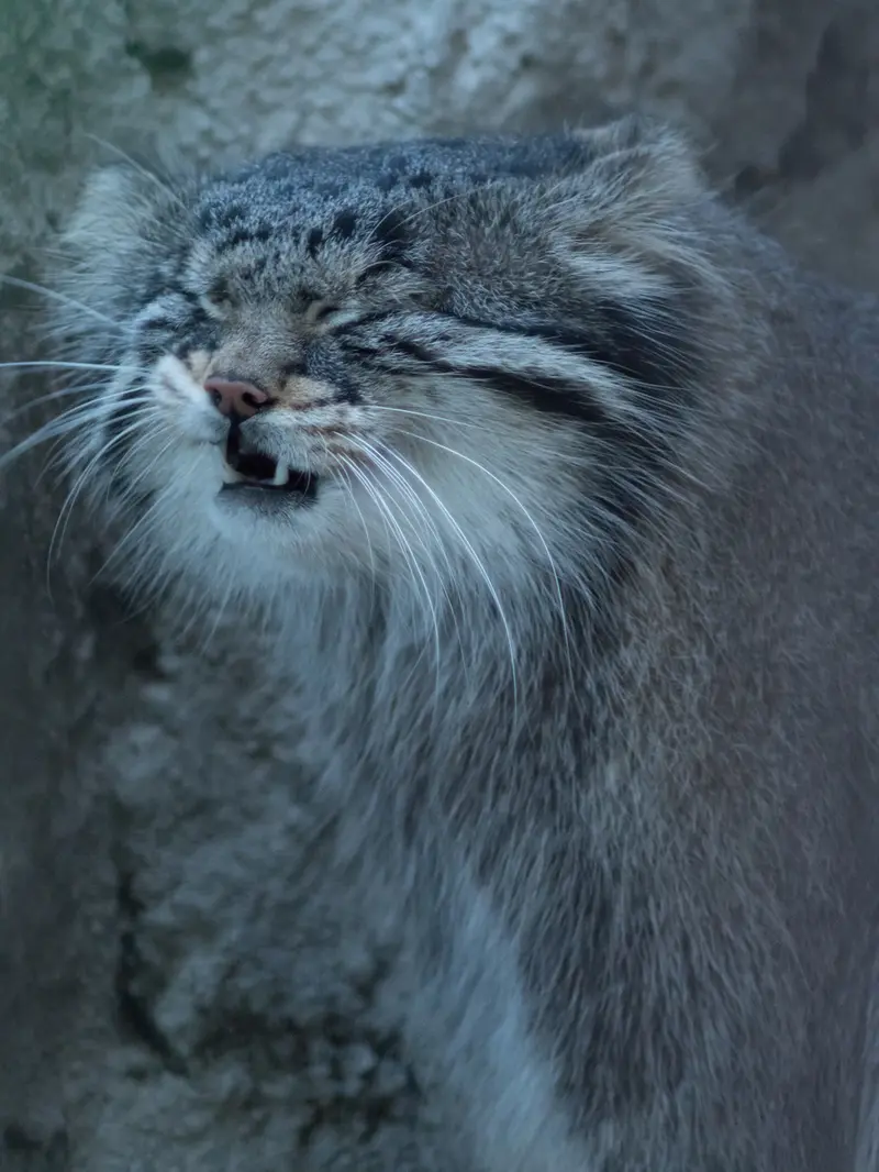 野毛山動物園のフィーガの写真