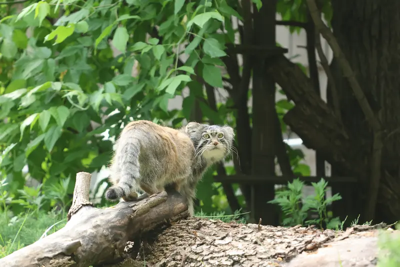 モスクワ動物園のティモフェイの写真