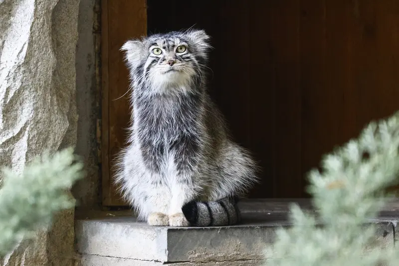 モスクワ動物園のティモフェイの写真