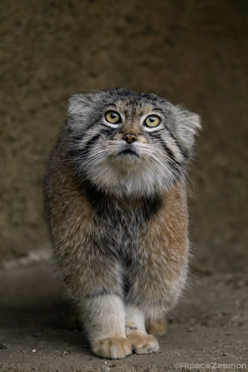 神戸どうぶつ王国のレフの写真