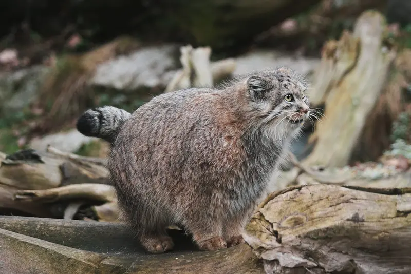 ヴロツワフ動物園のザリナの写真