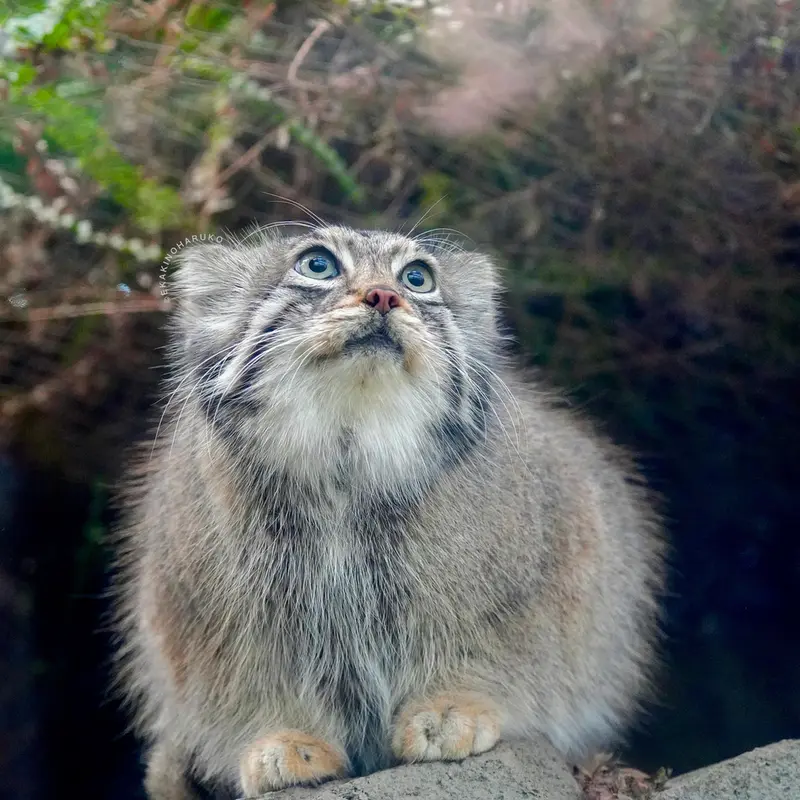 神戸どうぶつ王国のアズの写真