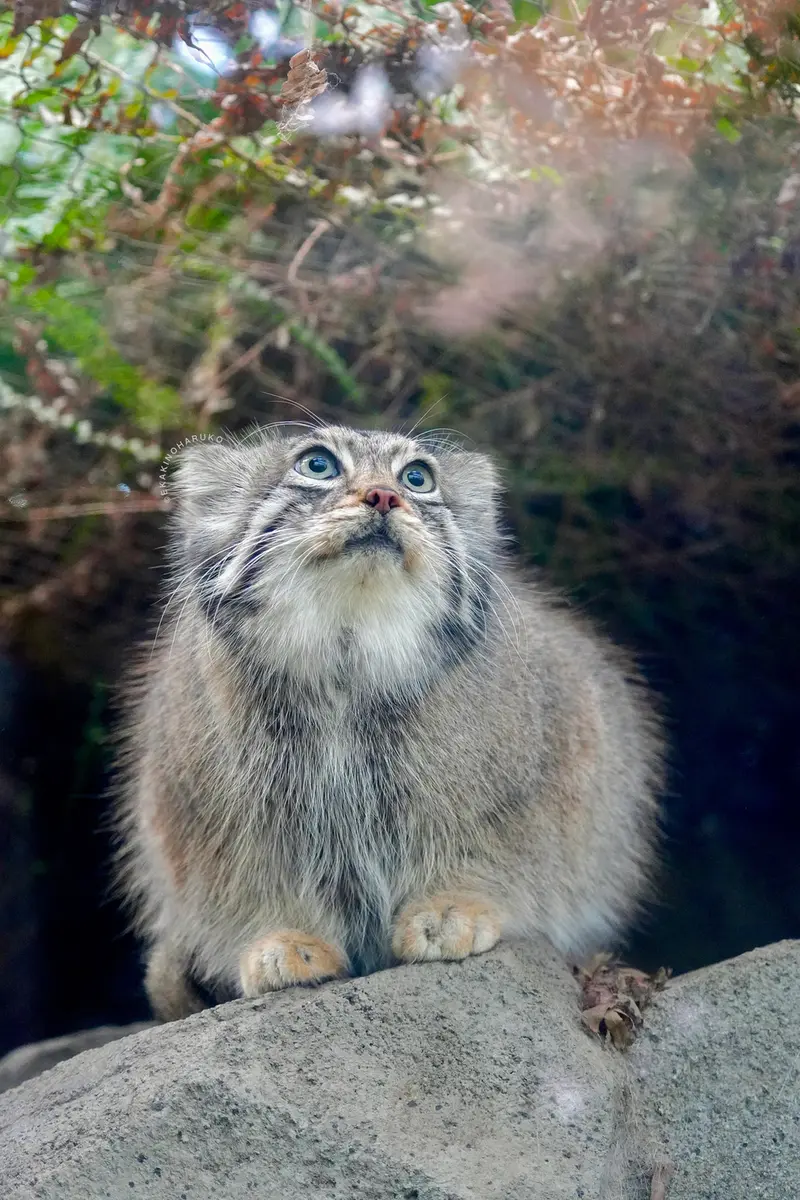神戸どうぶつ王国のアズの写真