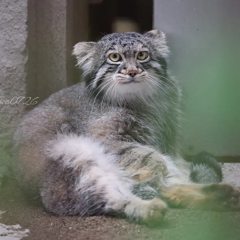 野毛山動物園のフィーガの写真