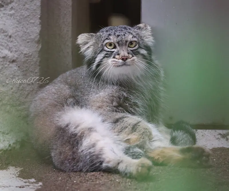 野毛山動物園のフィーガの写真