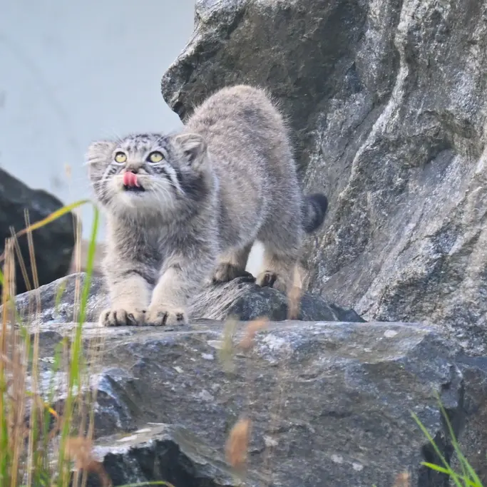 コルケアサーリ動物園のサーガの写真