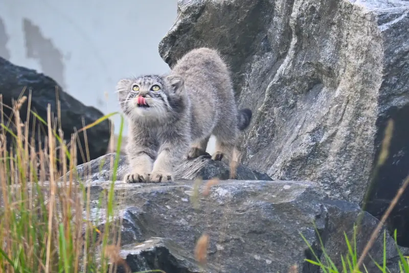 コルケアサーリ動物園のサーガの写真
