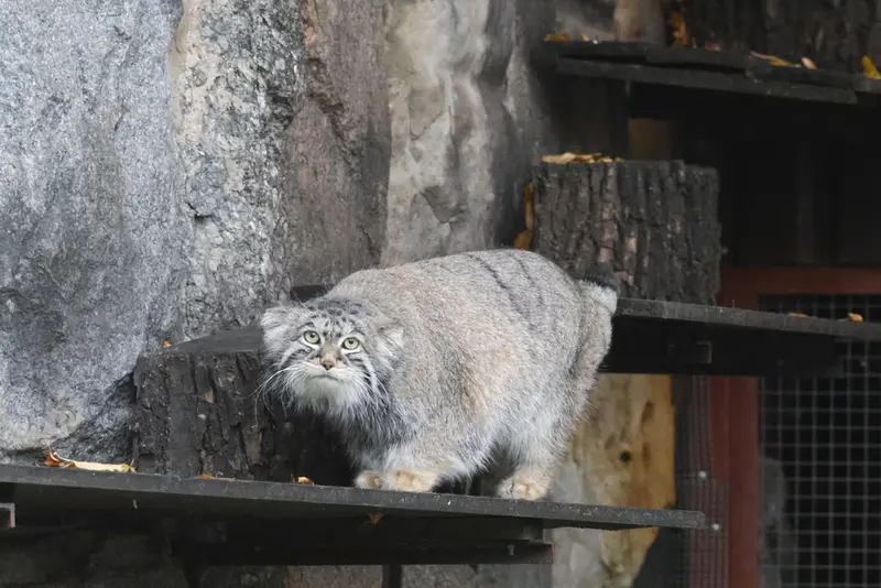 モスクワ動物園のティモフェイの写真