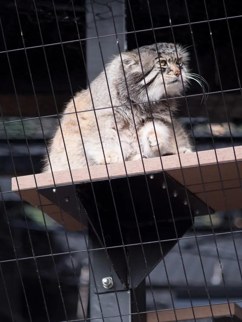 旭山動物園のグルーシャの写真