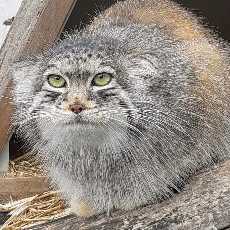 リール動物園のポンポネットの写真